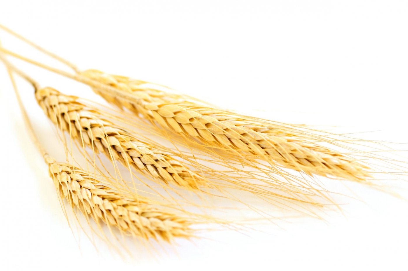 wheat