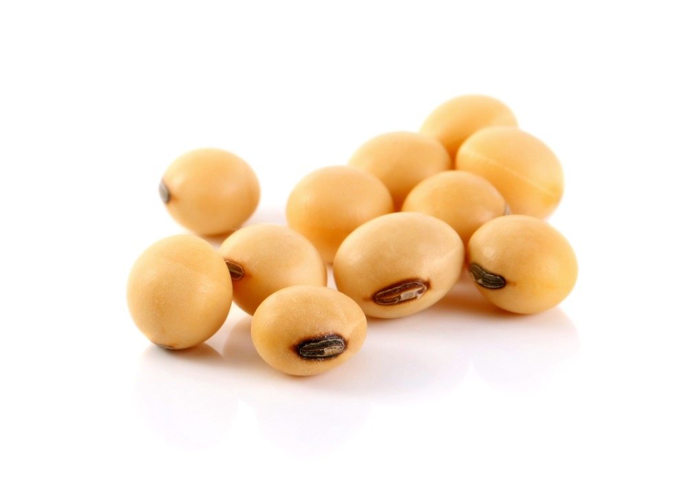 soybean